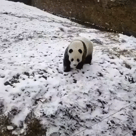눈이 와서 너무 씐난 팬다.gif | 인스티즈