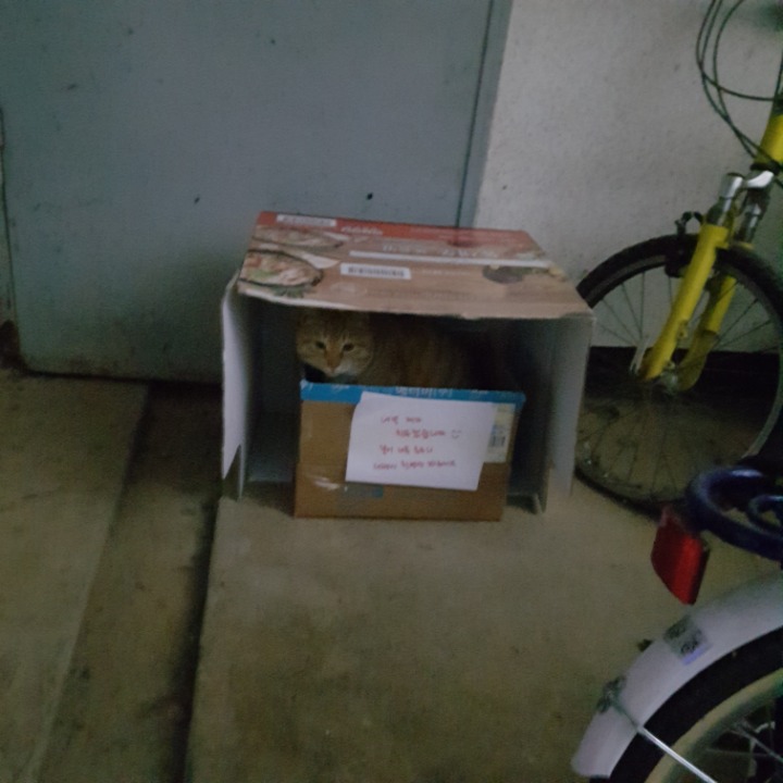 암만봐도 유기묘인것같은 몇년째 우리아파트 방황하는 길냥이.. 임시보호나 입양가능한 여시를 찾아요 (울산,북구) | 인스티즈