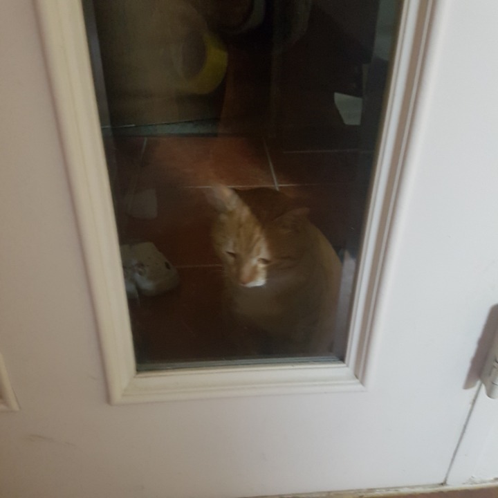 암만봐도 유기묘인것같은 몇년째 우리아파트 방황하는 길냥이.. 임시보호나 입양가능한 여시를 찾아요 (울산,북구) | 인스티즈