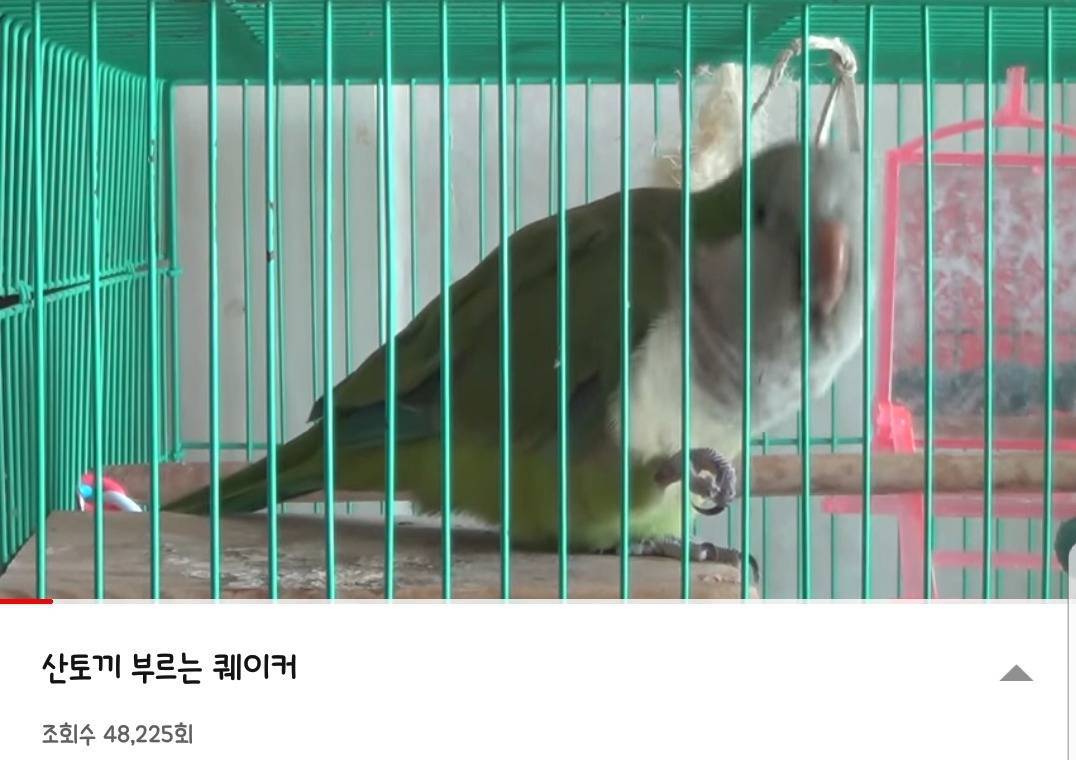 산토끼 부르는 앵무새 | 인스티즈