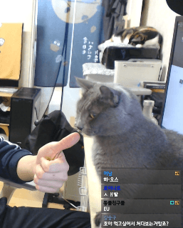 냥들짝 | 인스티즈