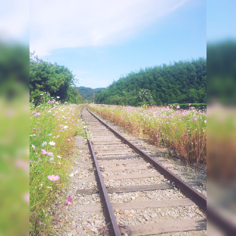 [일상티즈] 꽃놀이 | 인스티즈