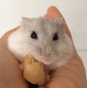 [방탄소년단/태태] 반인반수 아기 태태 강아지'ㅅ' 100편 기념 지니지니~ | 인스티즈