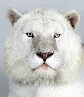 너 탄의 생일이다 랜첨의 반응은? | 인스티즈