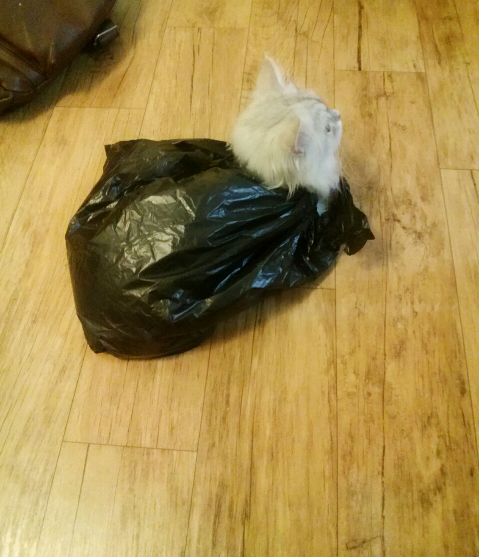 님덜 2.5 레벨이요 | 인스티즈