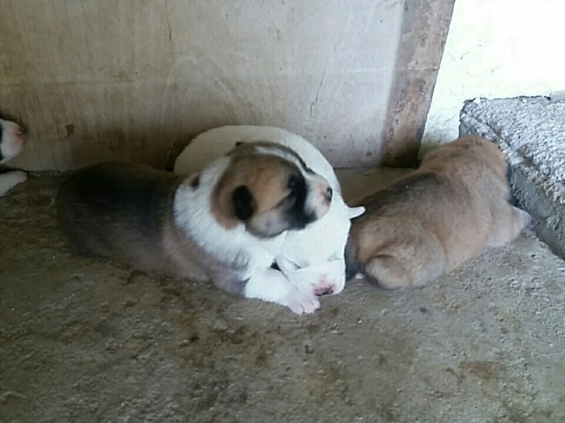 이 강아지들좀 봐주라..제발 너무 귀여워 뿡빵이들 | 인스티즈