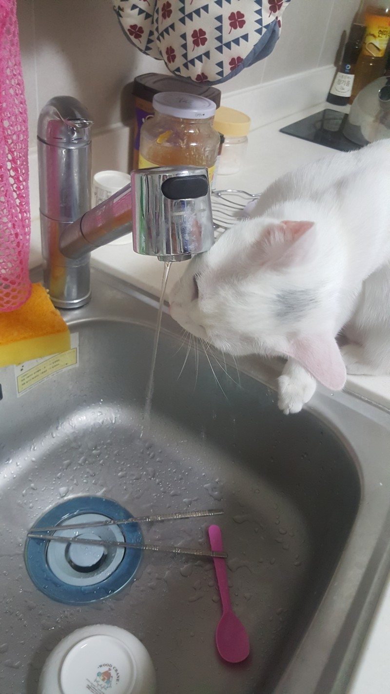 우리고양이는 왜 굳이 여기에서 물을마시는지......대환장ㅋㅋㅋㅋㅋ | 인스티즈