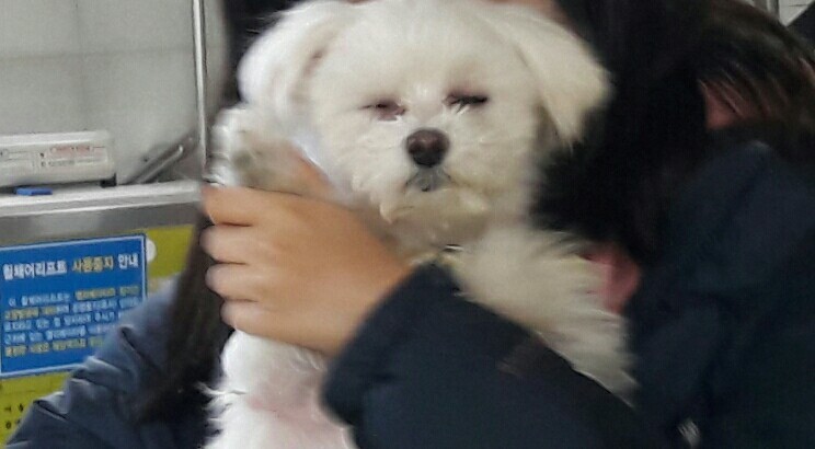 내친구 강아지 칠봉이 덕질중임 강아지 40 | 인스티즈