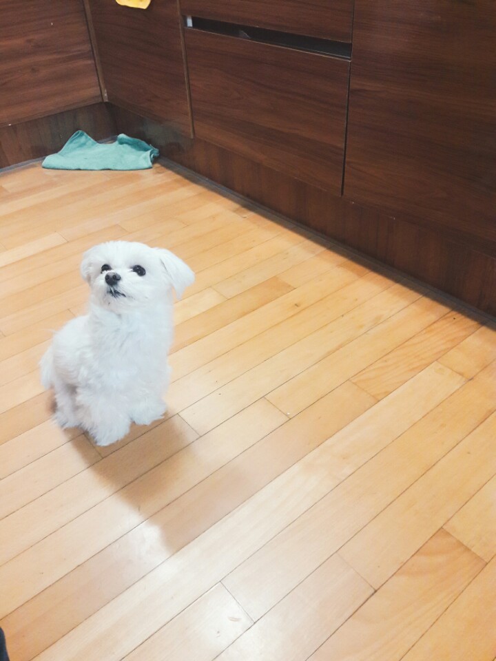 내친구 강아지 칠봉이 덕질중임 강아지 40 | 인스티즈