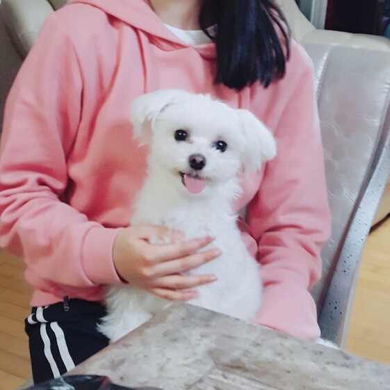 내친구 강아지 칠봉이 덕질중임 강아지 40 | 인스티즈