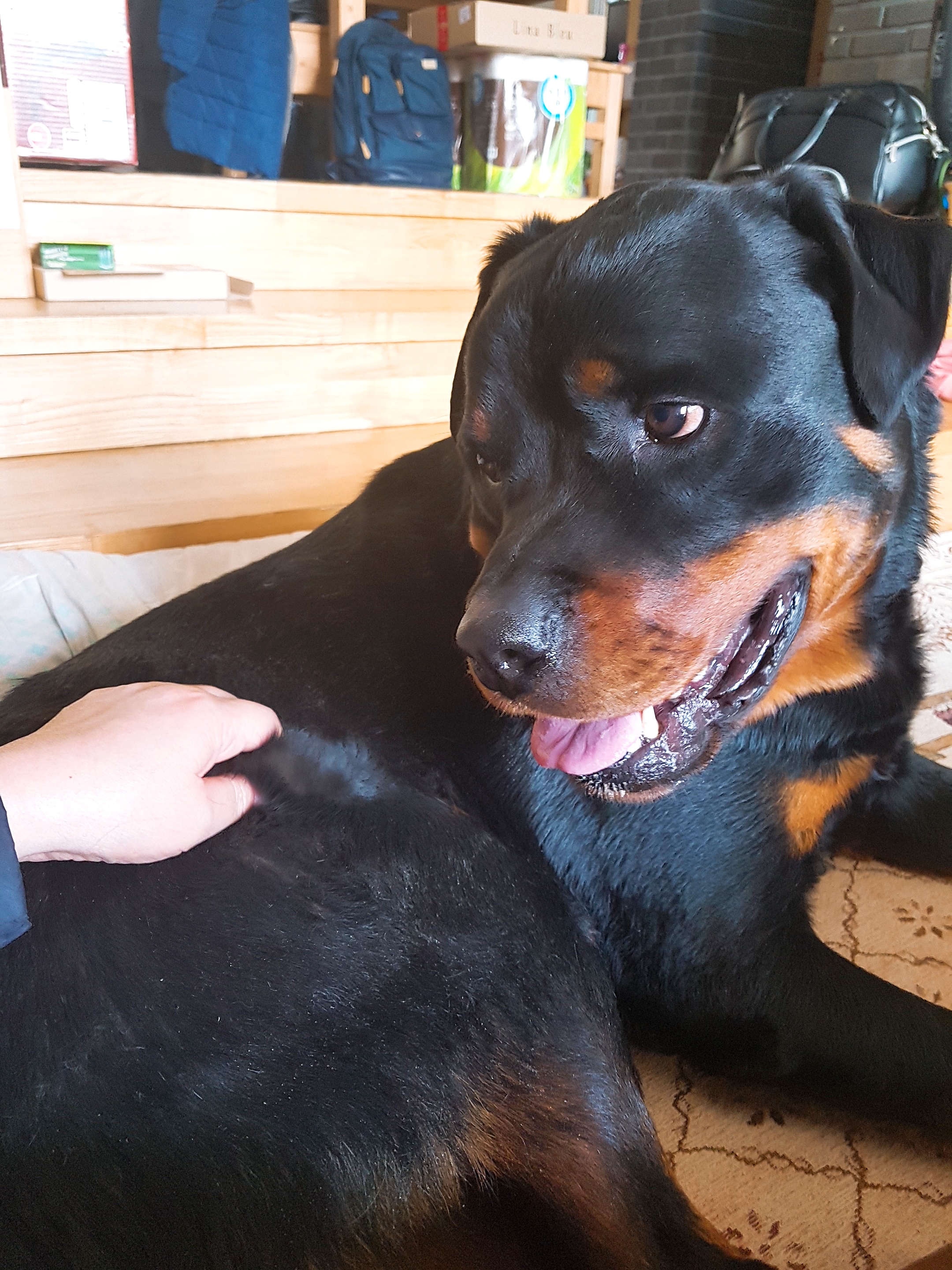 왘ㅋㅋㅋ 우리집 개 예쁘다고 배 만져주다가 아빠가 간식 먹자 하니까 명치 치고 도망갔어 | 인스티즈