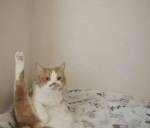 고양이 발 | 인스티즈