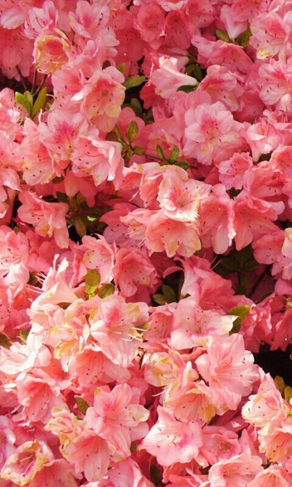 복숭아꽃스킬이랑 연애할수잇게하는 부적! | 인스티즈