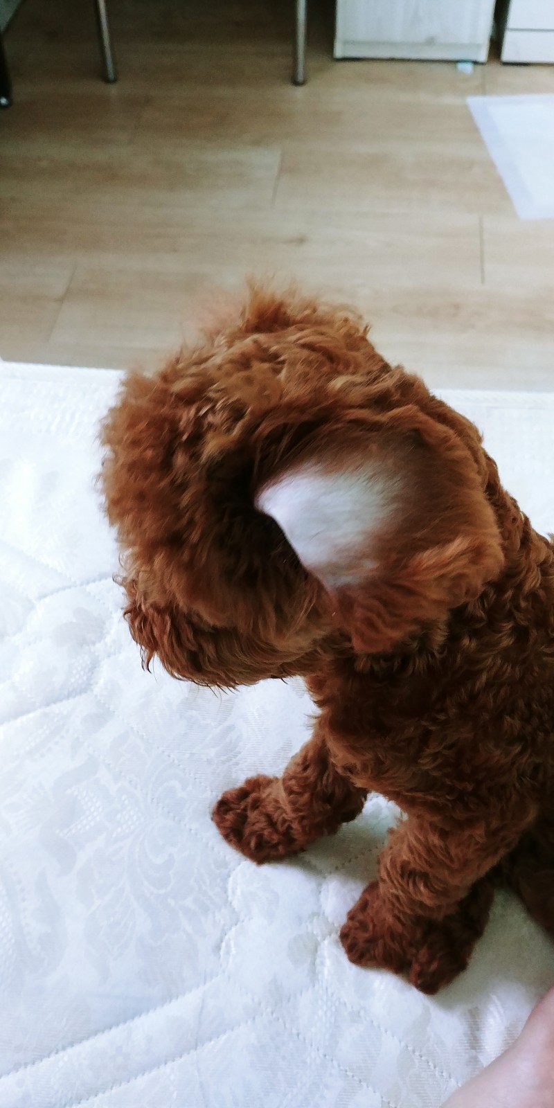 인간적이로 진짜 귀엽지 않니? | 인스티즈